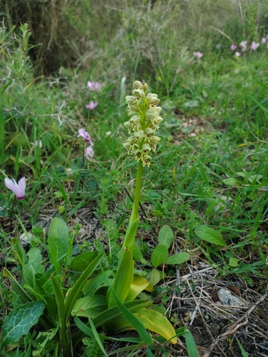 Image of Orchis galilaea by (c) Mitch Van Dyke, some rights reserved (CC BY)