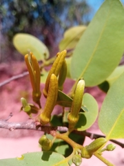 Xylopia