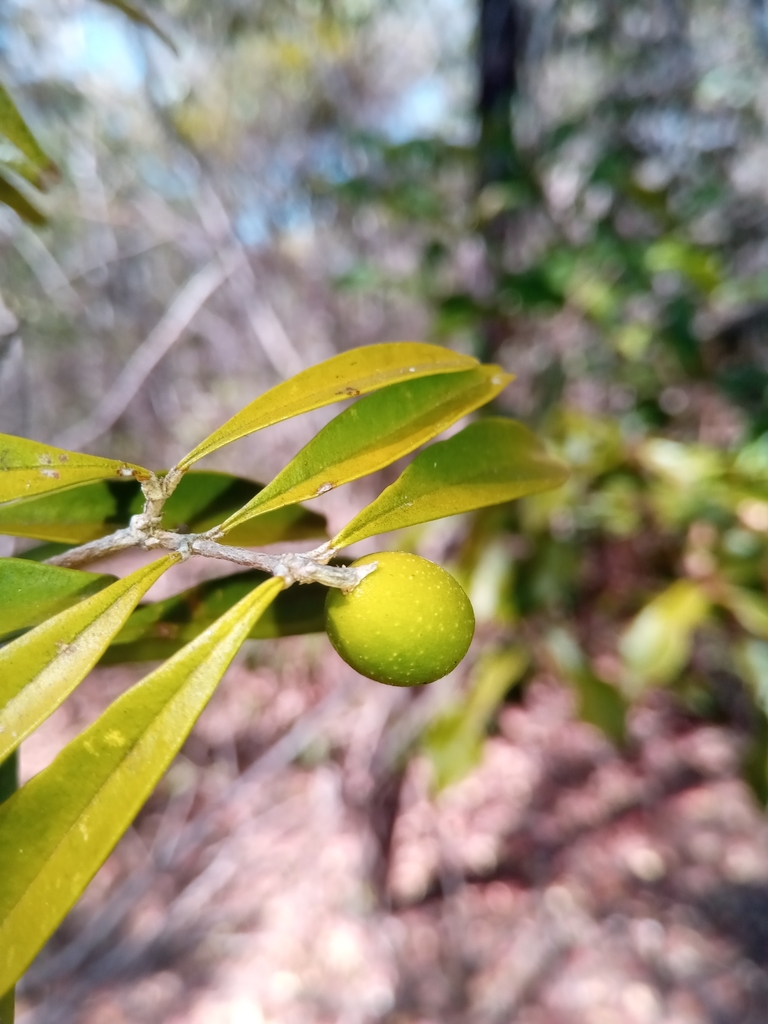 Noronhia alleizettei