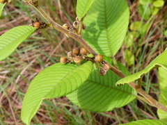 Davilla kunthii