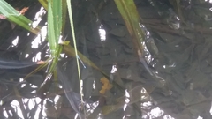 Pseudagrion microcephalum