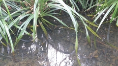 Pseudagrion microcephalum