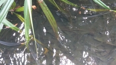 Pseudagrion microcephalum