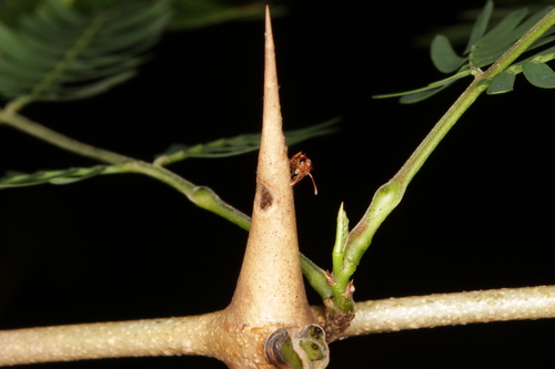 Vachellia collinsii - Whole tree