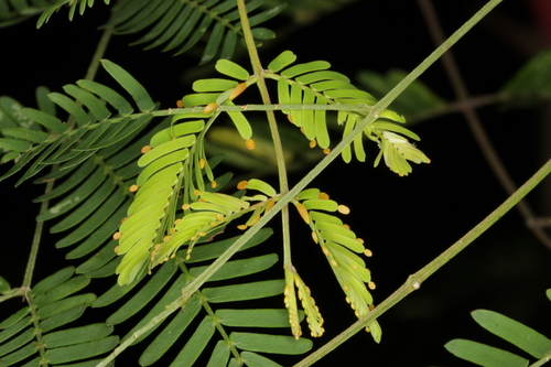 Vachellia collinsii - Leaves