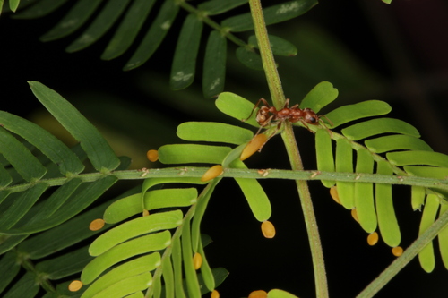 Vachellia collinsii - Whole tree