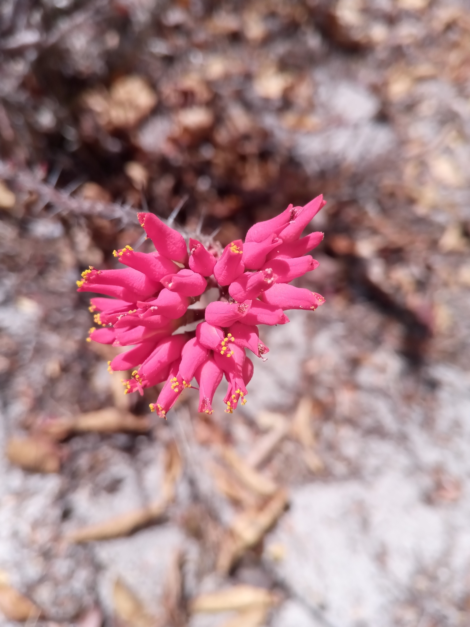 Euphorbia Neohumbertii (RFS) Semilla Exótica De Suculenta Rara De Bonsái De Palma De Madagascar 5 Semillas