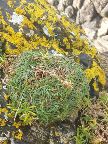 California Seathrift foliage