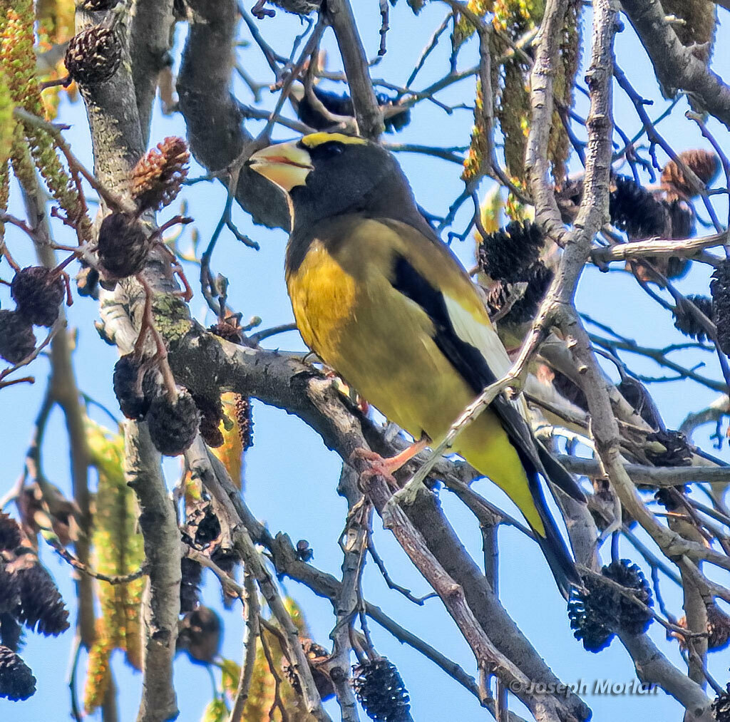 Evening Grosbeak