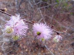 Dichrostachys