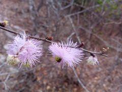Dichrostachys