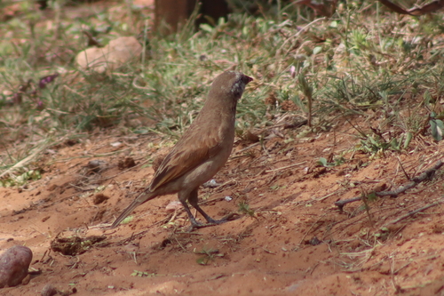 Pale Baywing (Agelaioides fringillarius), photo 10