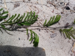 Dichrostachys