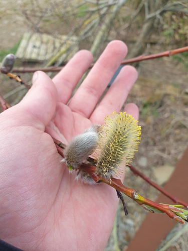 Image of Salix daphnoides by no rights reserved