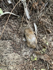 Yellow Golden Mole photo 1