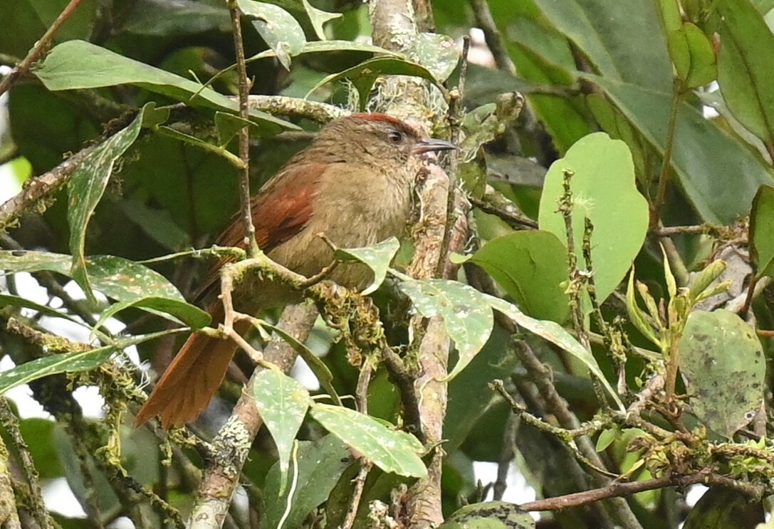 Ash-browed Spinetail (Cranioleuca curtata), photo 1