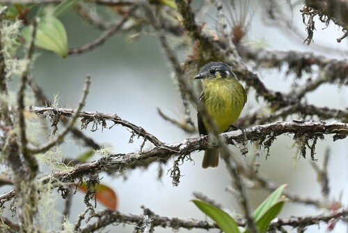 Ashy-headed Tyrannulet (Tyranniscus cinereiceps), photo 3