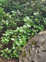 Pericallis aurita image