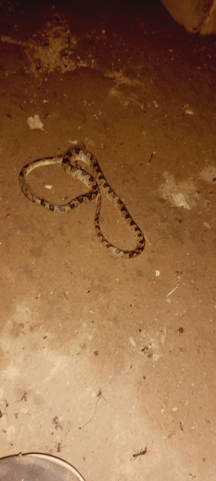 Leptodeira ornata image