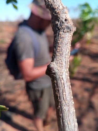 Albizia mainaea image