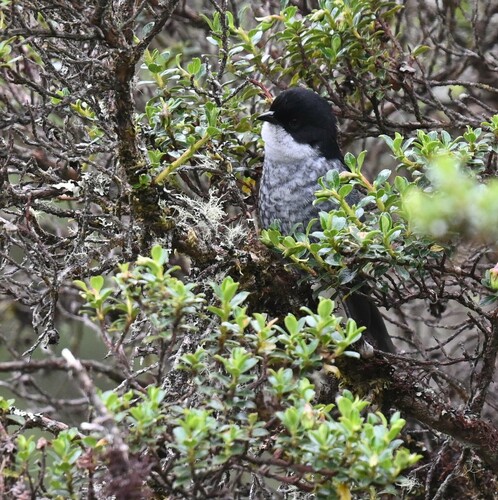 Black-backed Bush Tanager (Urothraupis stolzmanni), photo 4