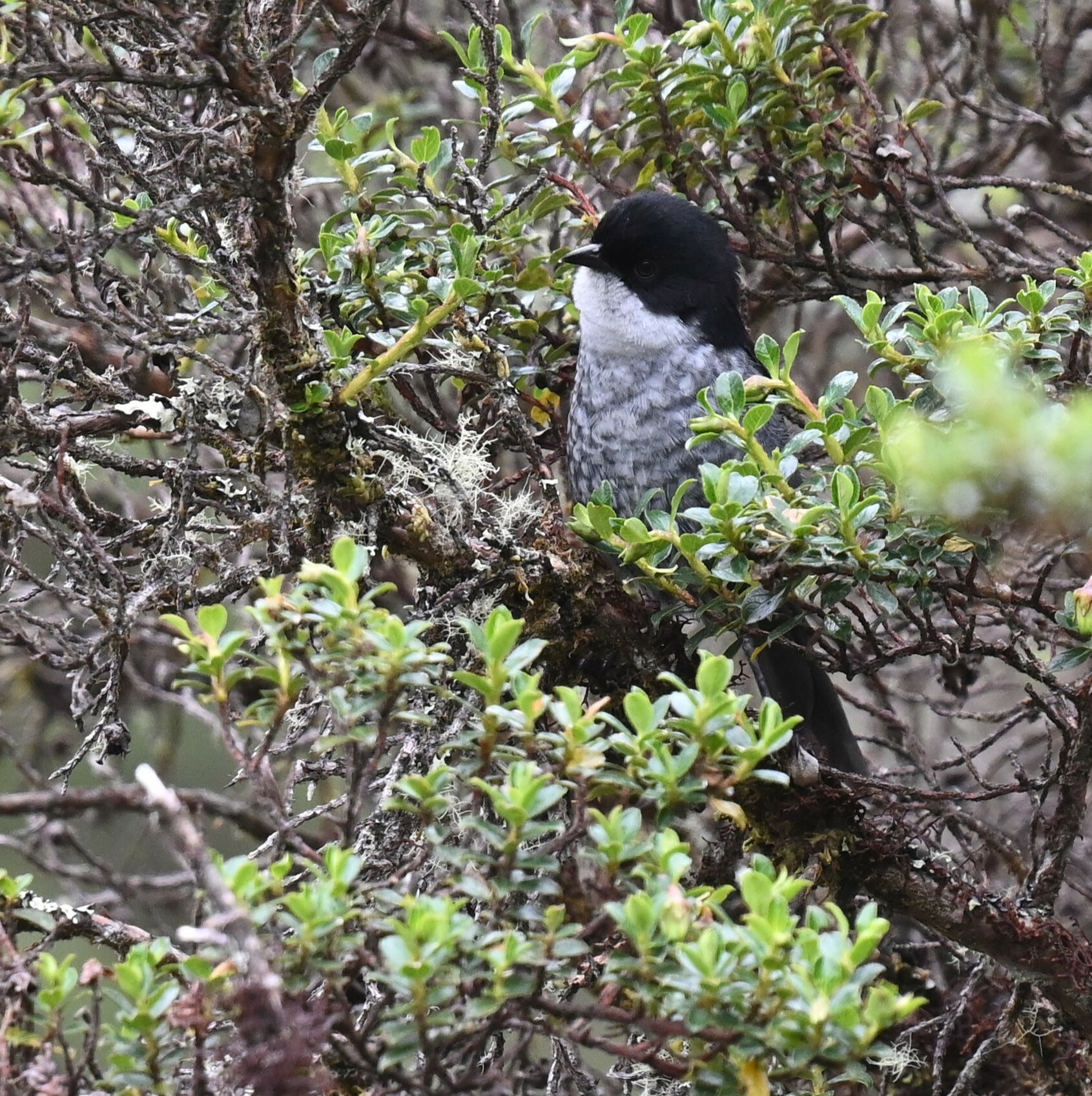 Black-backed Bush Tanager (Urothraupis stolzmanni), photo 5