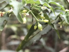 Psychotria andevorantensis image