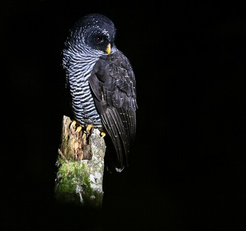 Black-banded Owl (Strix huhula), photo 7
