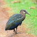 Olive Ibis - Photo (c) Merrittimages, some rights reserved (CC BY-SA)