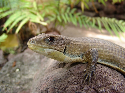 Rough-scaled Plated Lizard