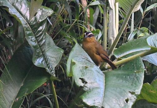 Black-capped Hemispingus (Kleinothraupis atropileus), photo 6