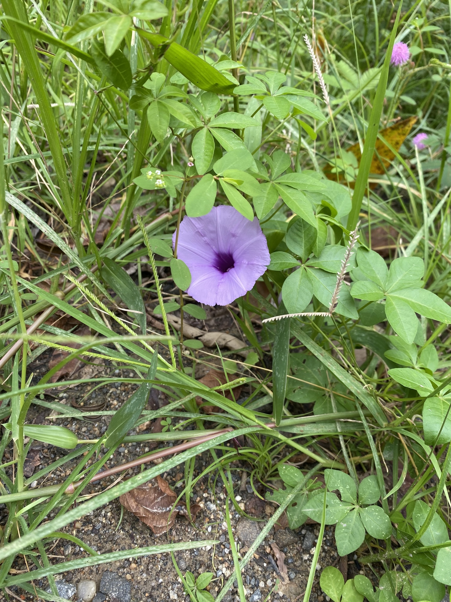 Ipomoea cairica