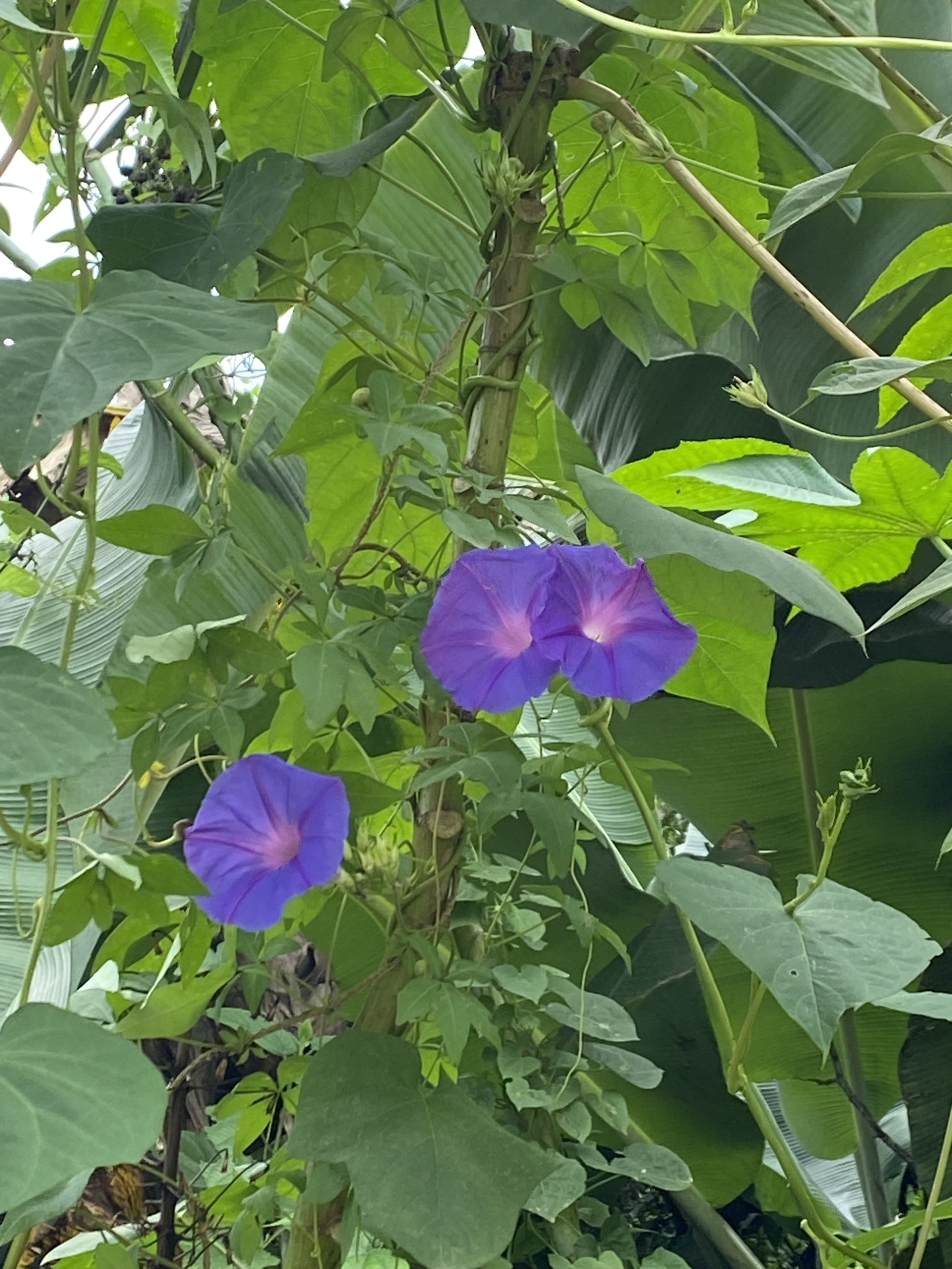 Ipomoea indica