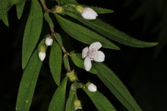 Centradenia inaequilateralis image