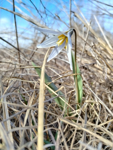 Image of Erythronium mesochoreum by (c) David Matthew, some rights reserved (CC BY)