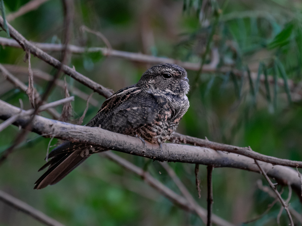 Bahian Nighthawk