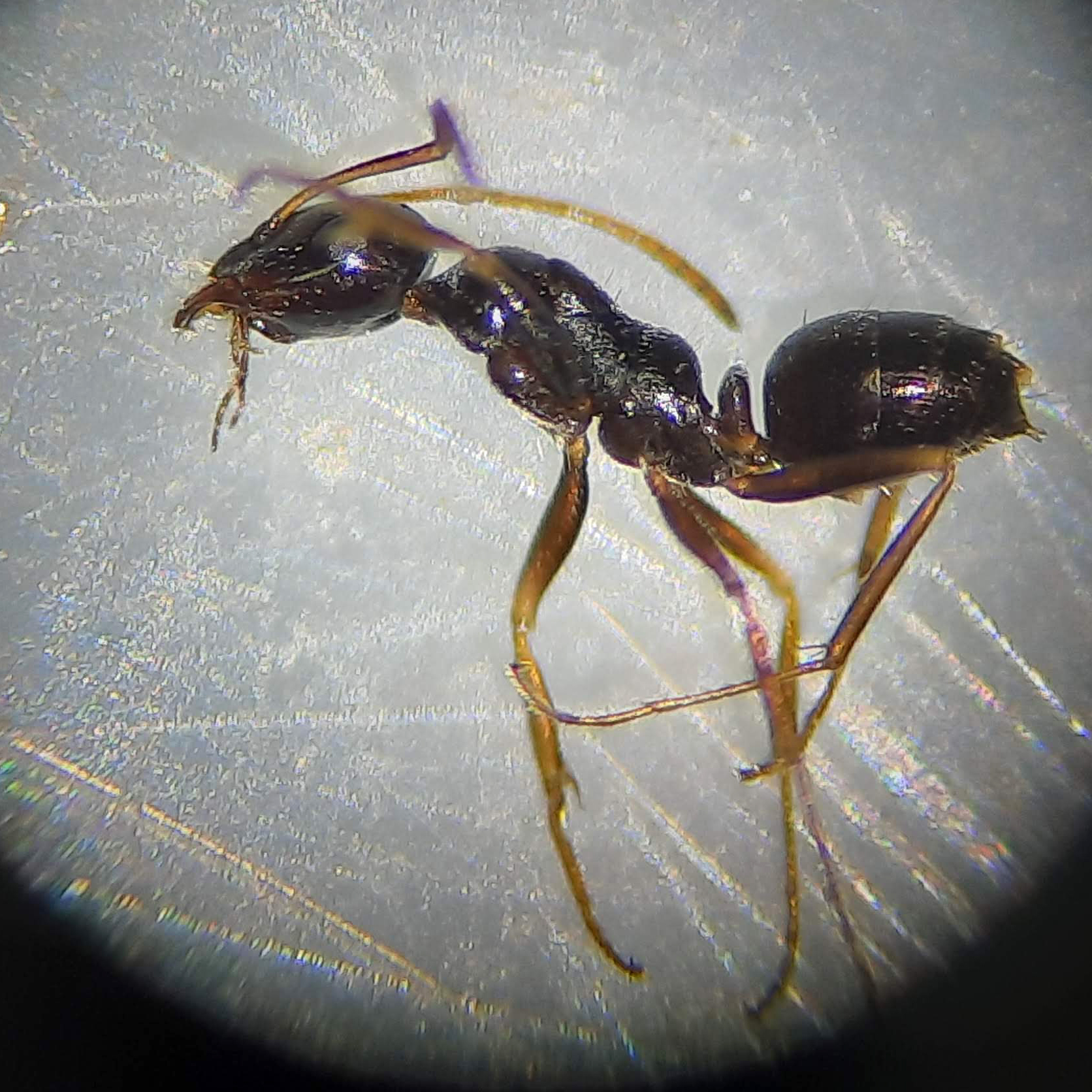 Cataglyphis emeryi