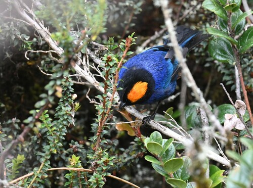 Golden-crowned Tanager (Iridosornis rufivertex), photo 6