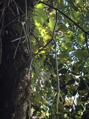 Rhipsalis baccifera image