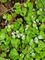 Pericallis aurita image