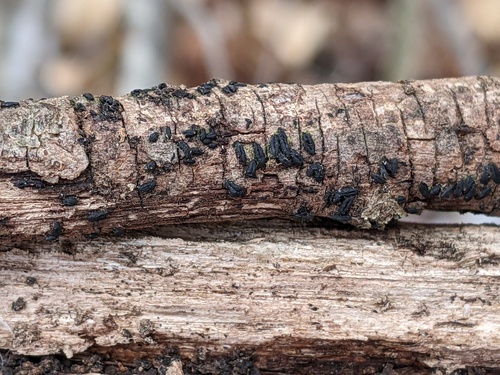 Hysterographium flexuosum observed 2023-03-01