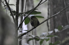 Philepitta castanea