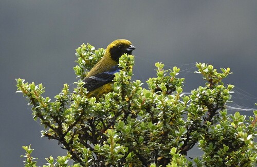 Masked Mountain Tanager (Tephrophilus wetmorei), photo 2