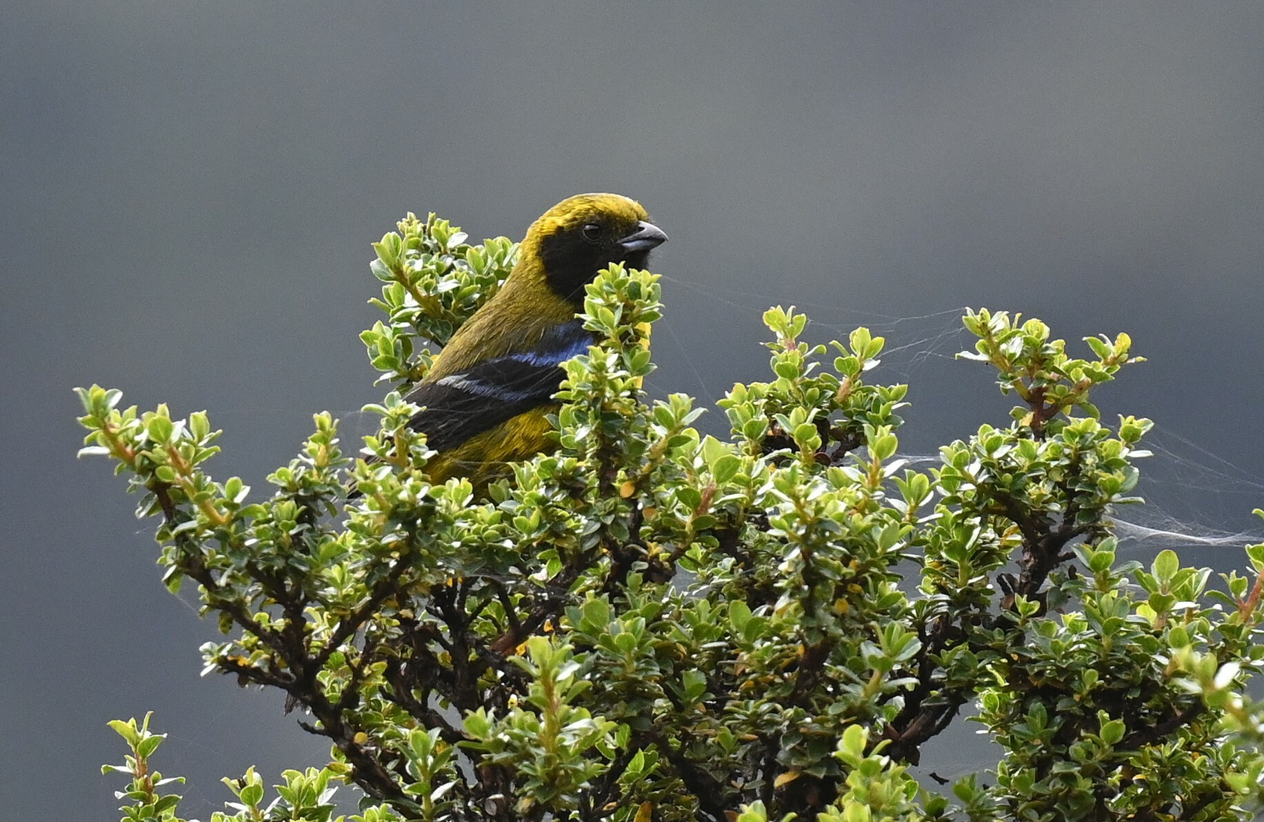 Masked Mountain Tanager (Tephrophilus wetmorei), photo 1