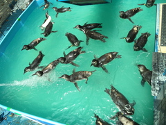 Spheniscus magellanicus