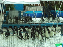 Spheniscus magellanicus