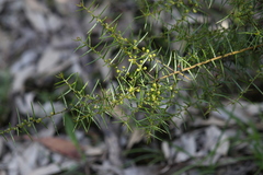 Acacia rupicola