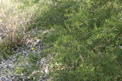Acacia rupicola