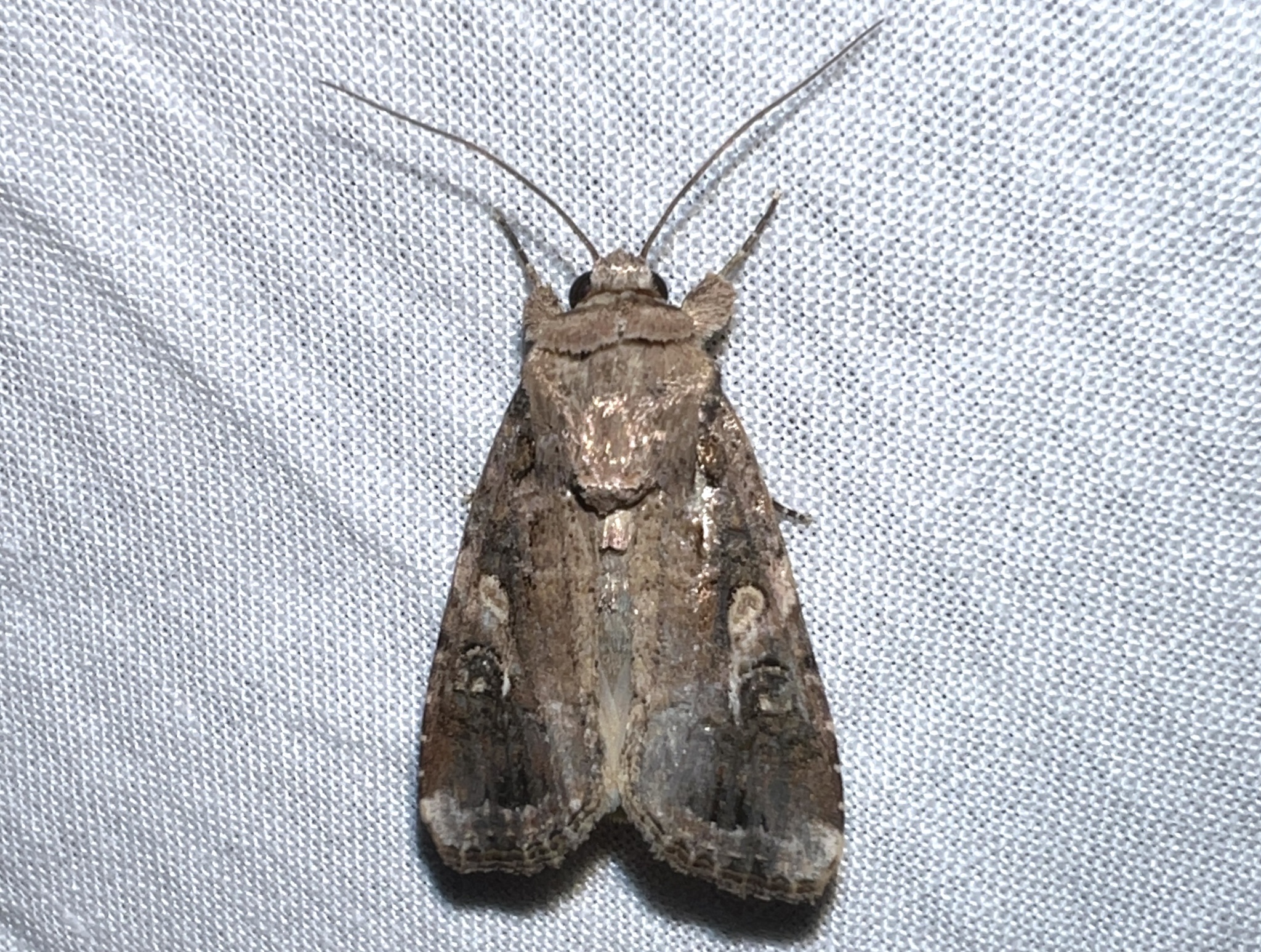 Spodoptera Frugiperda J.E.Smith, 1797