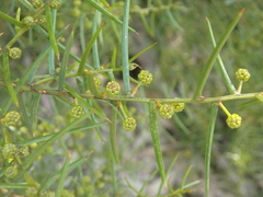 Acacia rupicola